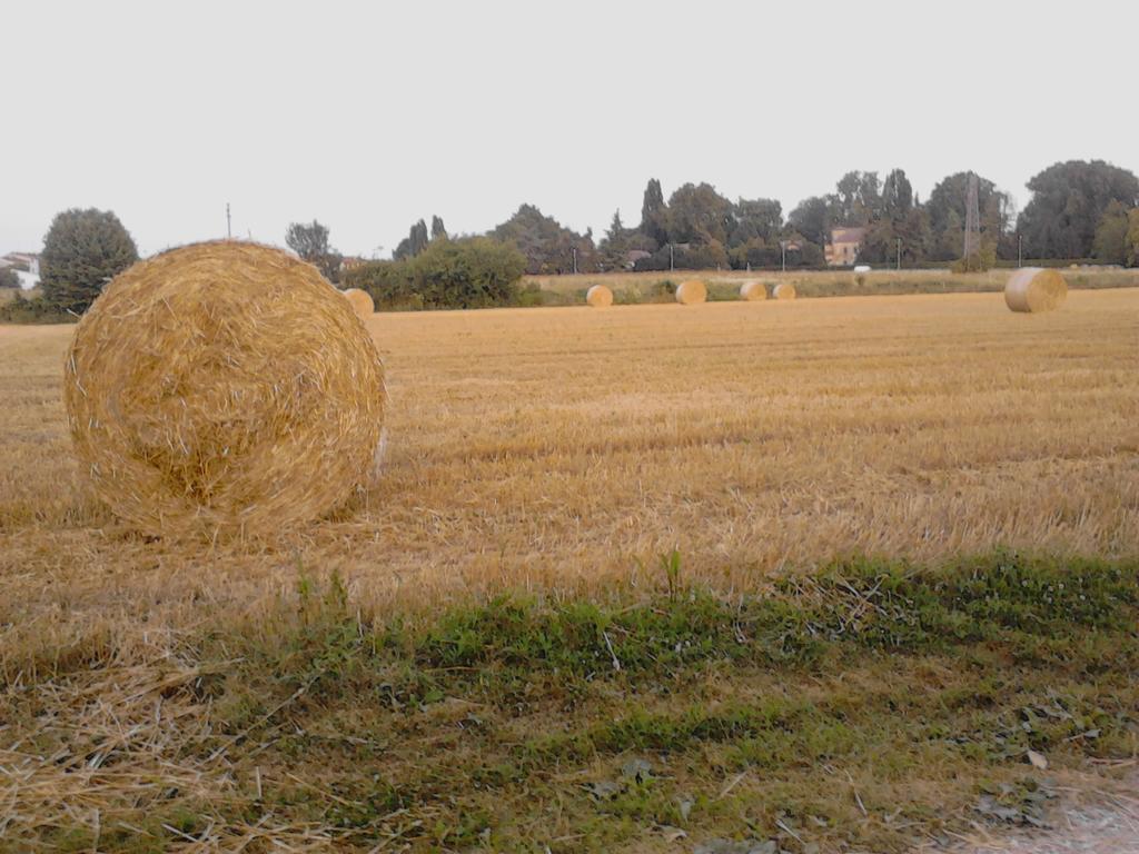 Green Fields Padova Exterior foto